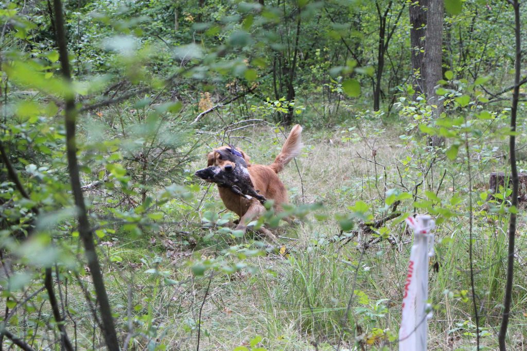 Saga på Markprøve B Åben klasse september 2018. Her næstsidste opgave frit søg med anden hund. Dejlig ros fra dommeren til begge hunde, der gik godt sammen hele vejen.