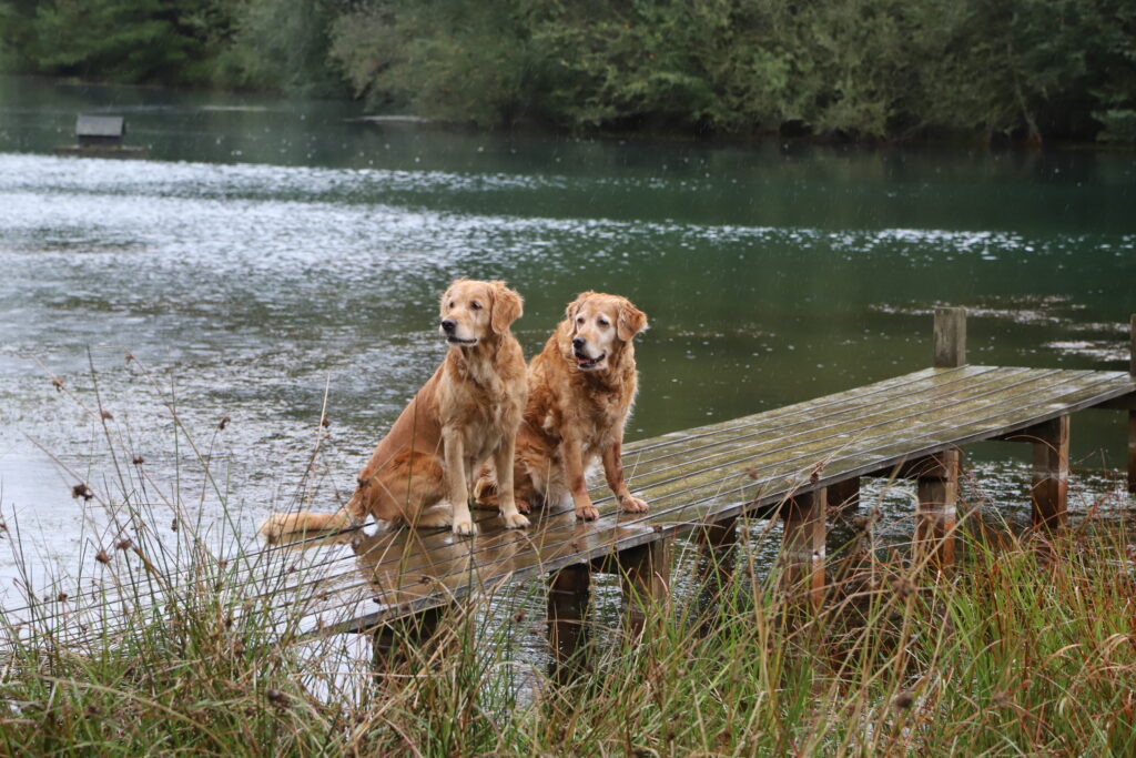 Vores hunde i dag